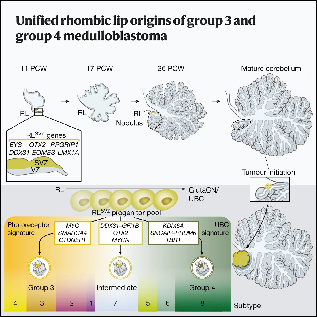 Unified rhombic lip origins of group 3 and group 4 medulloblastoma