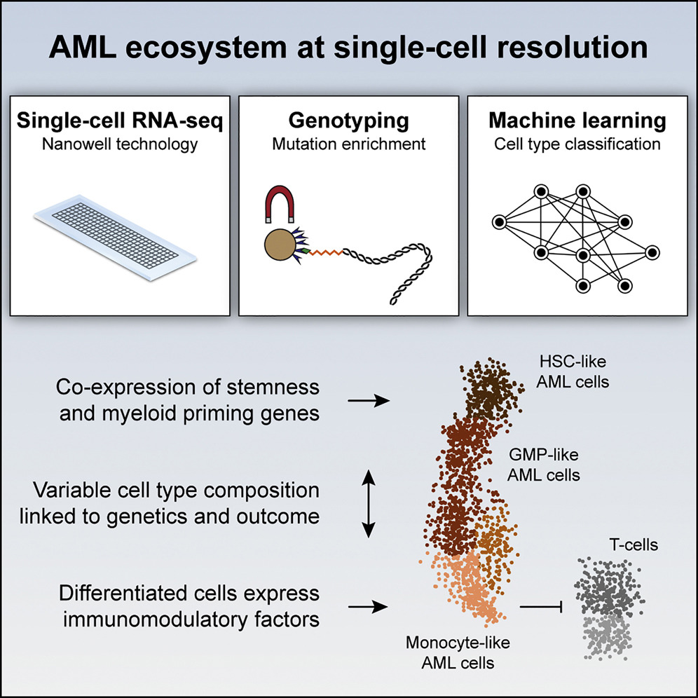 Single-Cell RNA-Seq Reveals AML Hierarchies Relevant to Disease Progression and Immunity