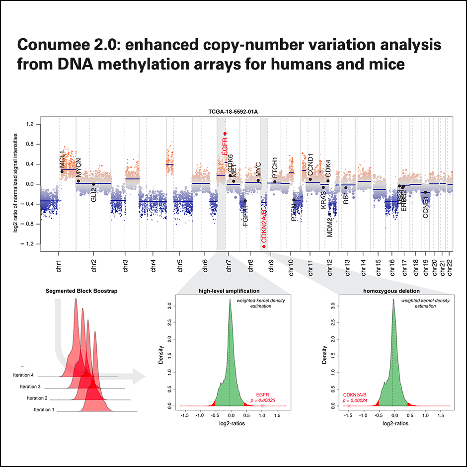 Conumee 2.0: Enhanced copy-number variation analysis from DNA methylation arrays for humans and mice