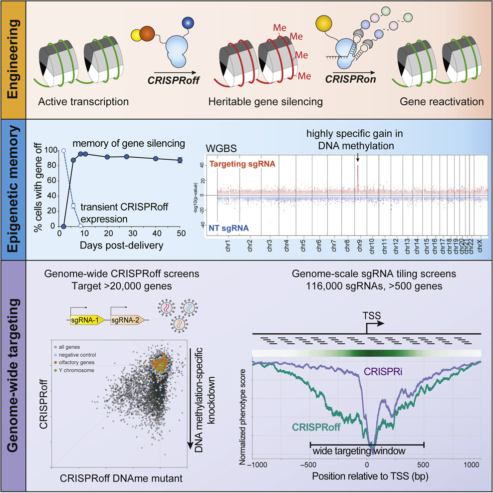 Genome-wide programmable transcriptional memory by CRISPR-based epigenome editing