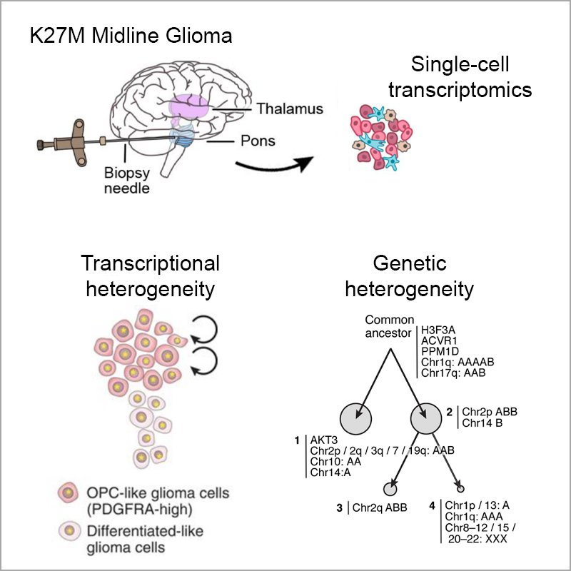 Developmental and oncogenic programs in H3K27M gliomas dissected by single-cell RNA-seq