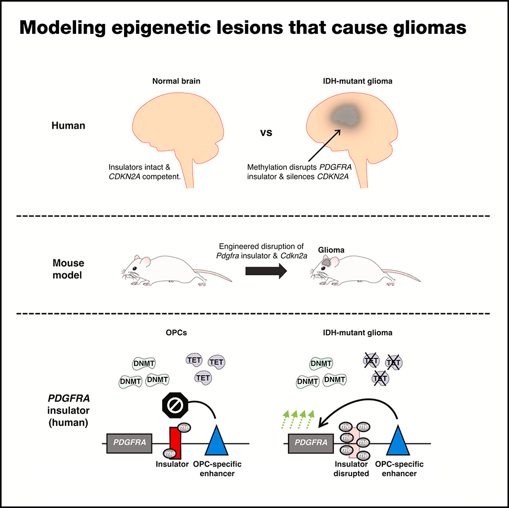Modeling epigenetic lesions that cause gliomas