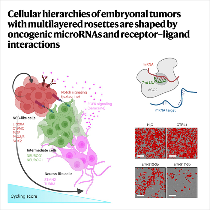 Cellular hierarchies of embryonal tumors with multilayered rosettes are shaped by oncogenic microRNAs and receptor–ligand interactions