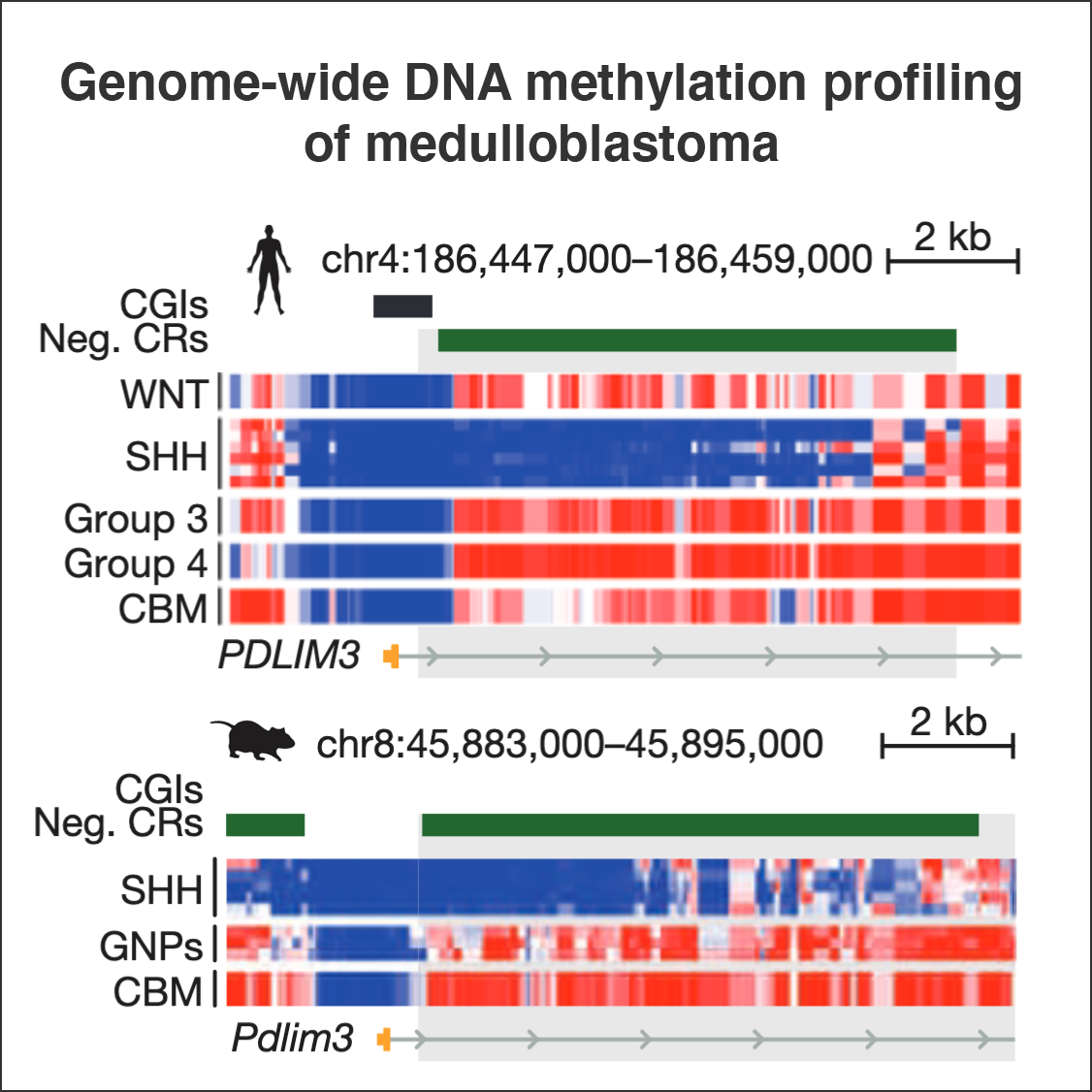 Decoding the regulatory landscape of medulloblastoma using DNA methylation sequencing