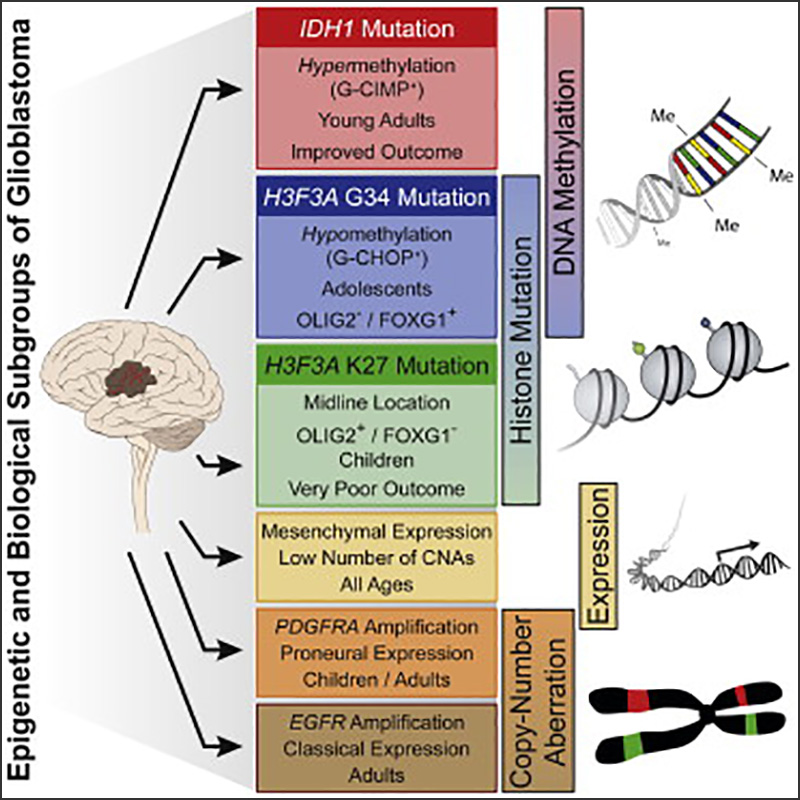 Hotspot Mutations in H3F3A and IDH1 Define Distinct Epigenetic and Biological Subgroups of Glioblastoma