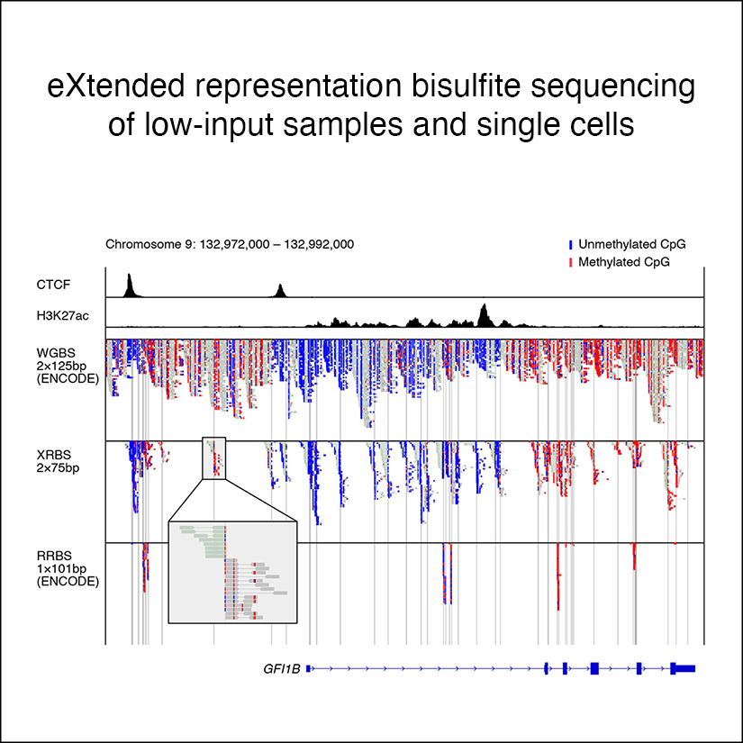 Extended-representation bisulfite sequencing of gene regulatory elements in multiplexed samples and single cells